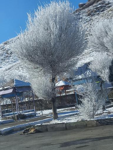 عکس ایواوغلی