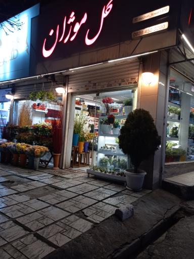 عکس گل موژان