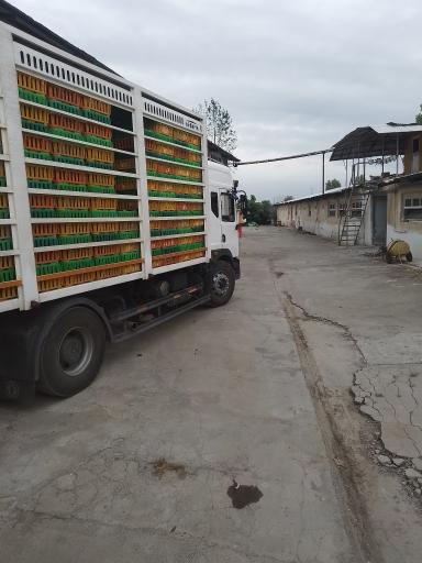 عکس مرغداری محمدی راد