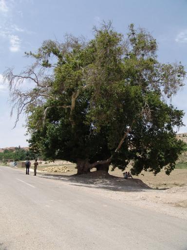 عکس چنارسوخته اسفراین