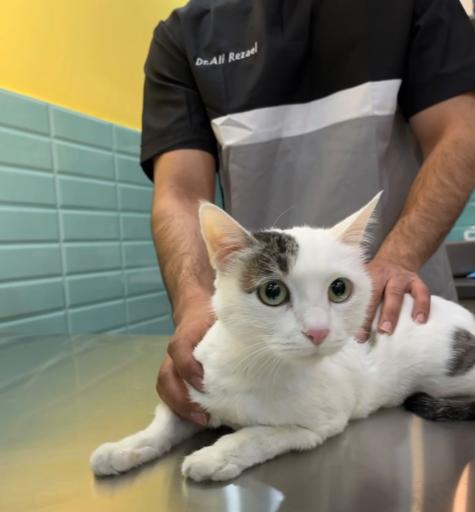 عکس کلینیک دامپزشکی میلوی 