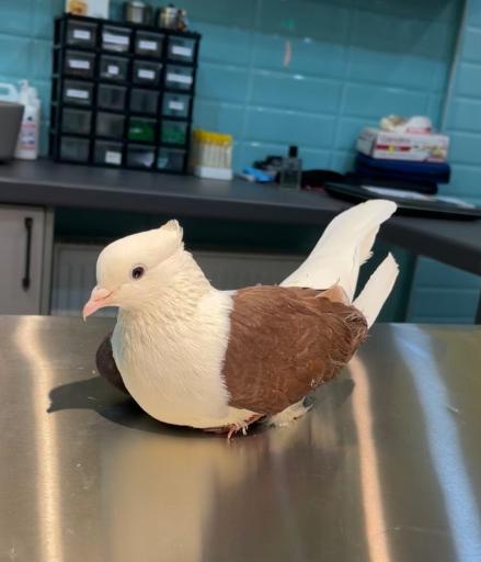 عکس کلینیک دامپزشکی میلوی 