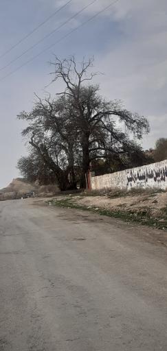 عکس چنارسوخته اسفراین