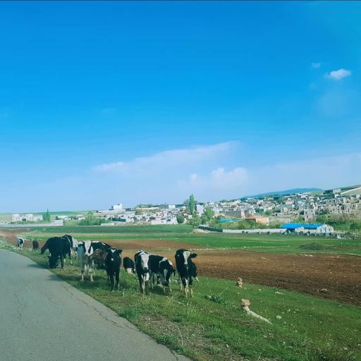 عکس عمودیزج