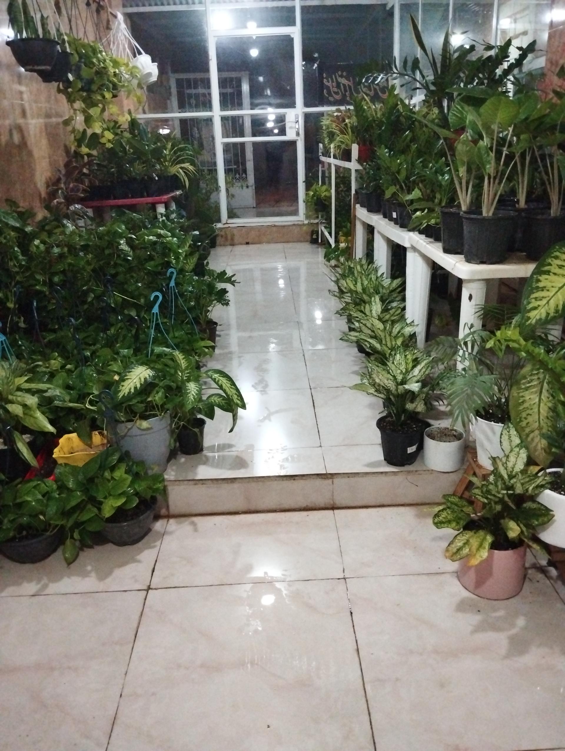 عکس کاکتوسکده فاریابی