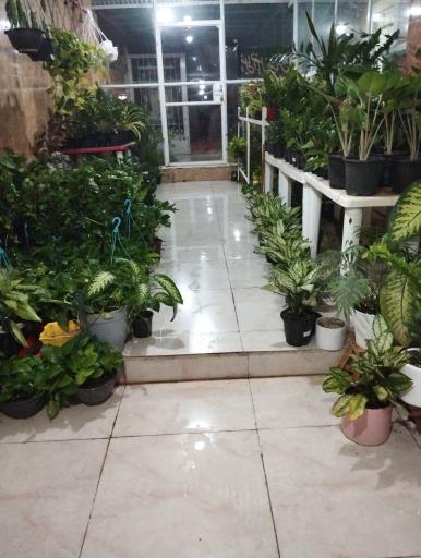 عکس کاکتوسکده فاریابی