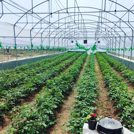 عکس گلخانه مجید مفتخری