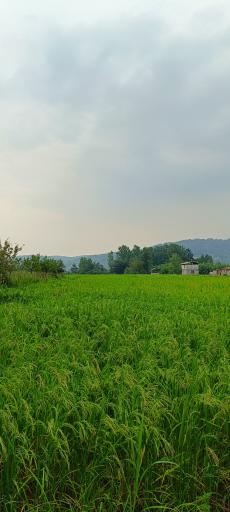 عکس کلیج خیل