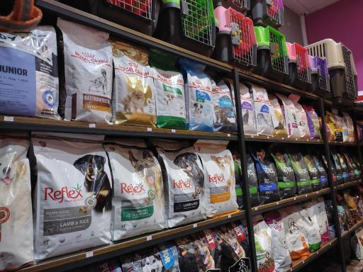 عکس پت شاپ دانته