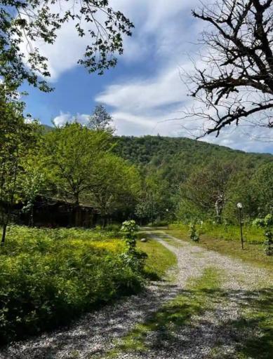 عکس پارک جنگلی چالدره