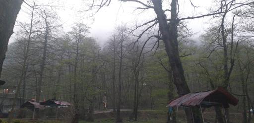 عکس پارک جنگلی چالدره