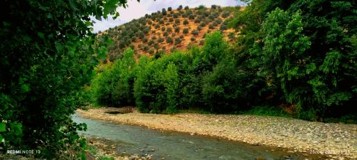 عکس توتکابن