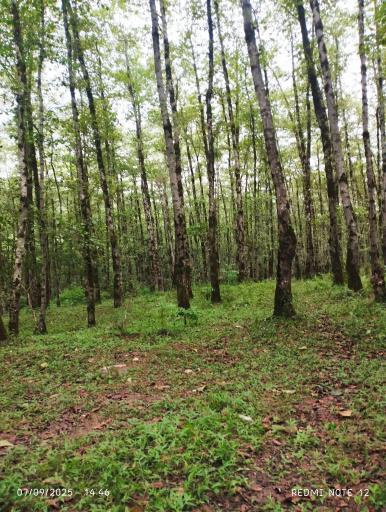 عکس پارک جنگلی چالدره