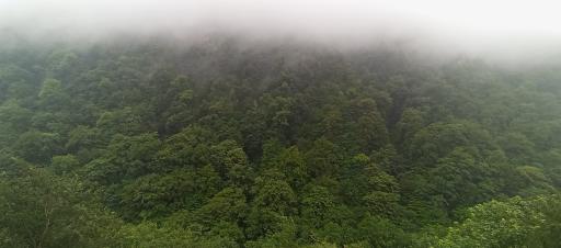 عکس پارک جنگلی چالدره