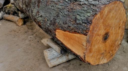 عکس چوب فروشی رضا بجوانی