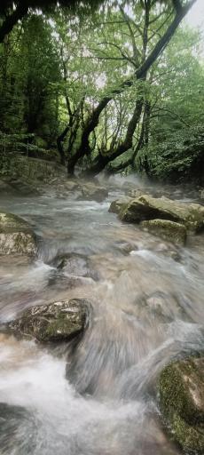 عکس توتکابن