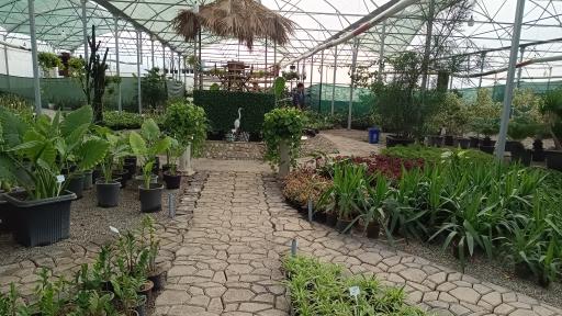 عکس کافه روما