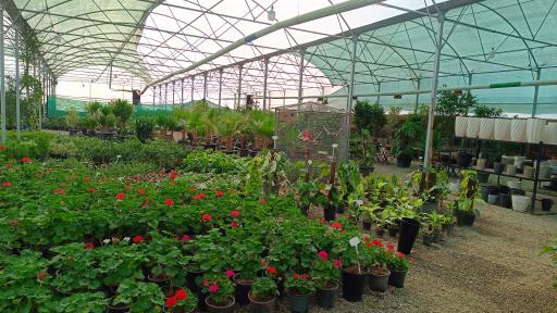 عکس کافه روما