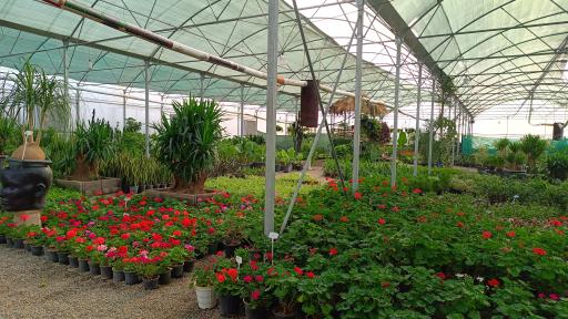 عکس کافه روما