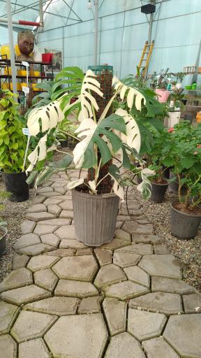 عکس کافه روما