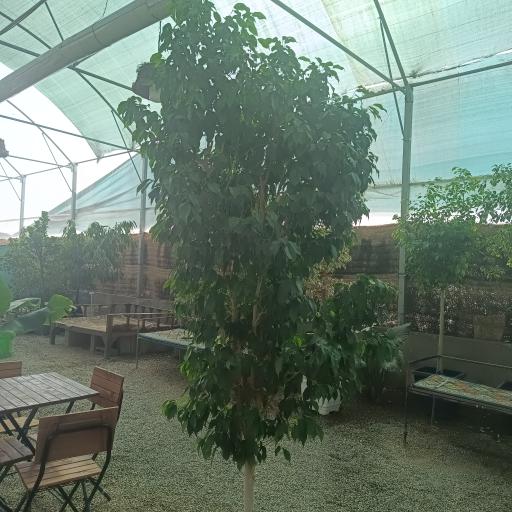 عکس کافه روما