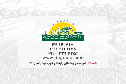 عکس برنج جینگاسر