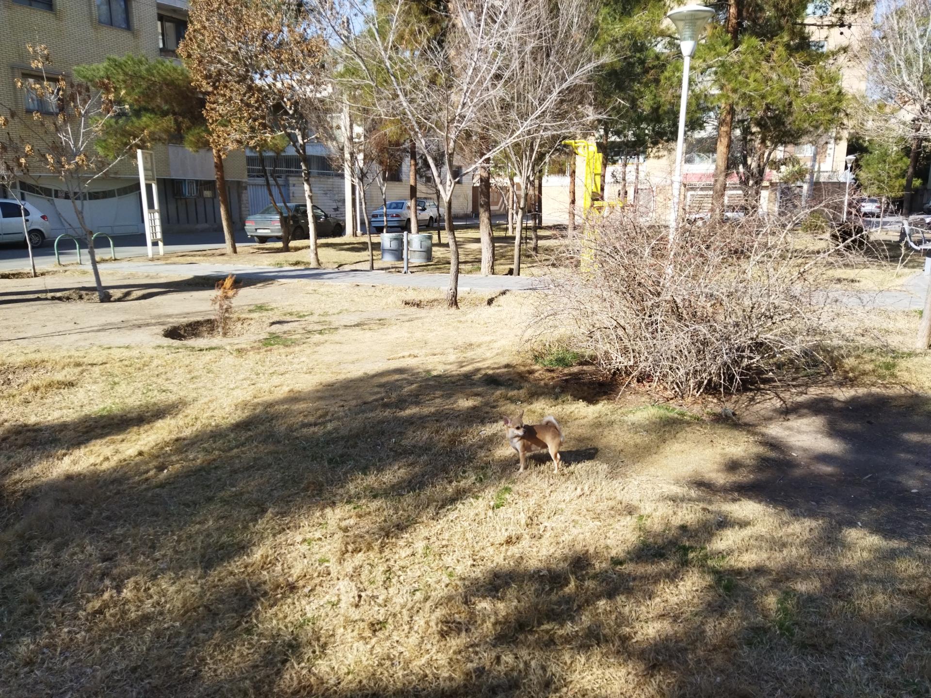 عکس فضای سبز شمشاد