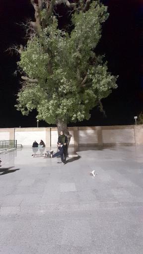 عکس سلطان سهاک