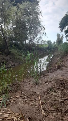 عکس جنگل سوته