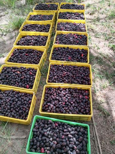 عکس پخش خرمای بم 