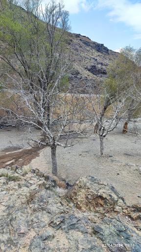 عکس زفره