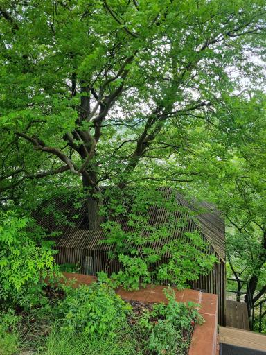 عکس هتل درختی قلک