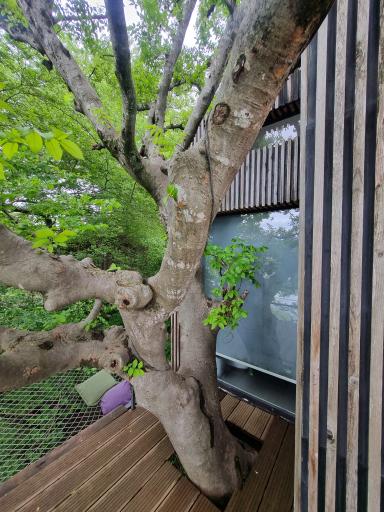 عکس هتل درختی قلک