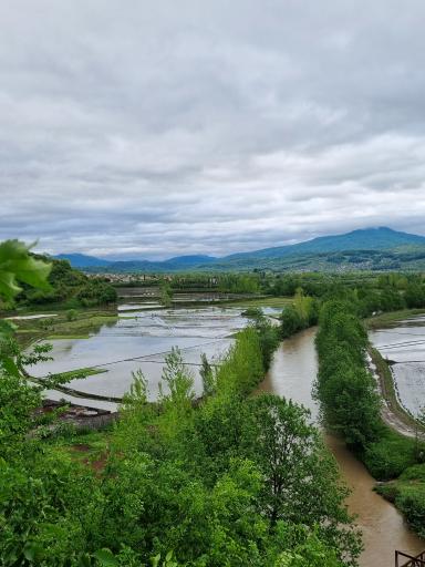 عکس هتل درختی قلک