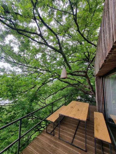 عکس هتل درختی قلک