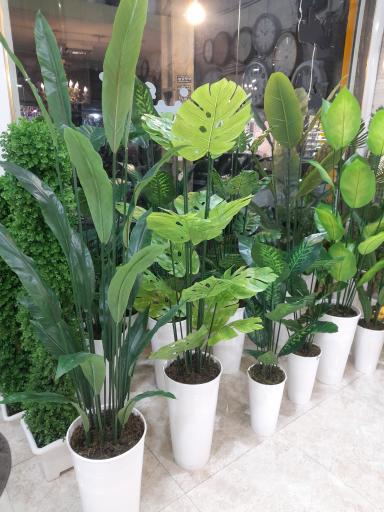 عکس گالری سنایی