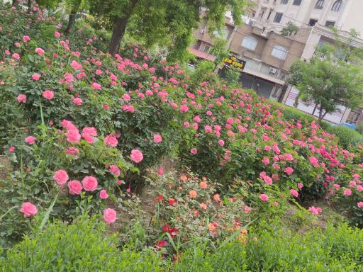 عکس پارک ساحلی