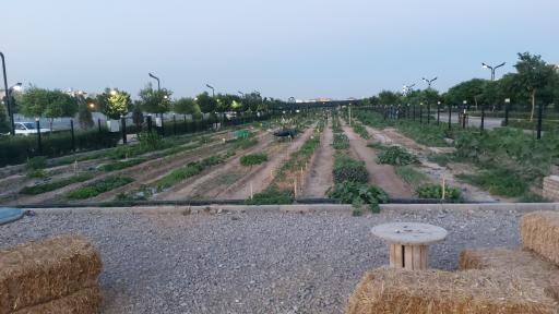 عکس کشت پارک