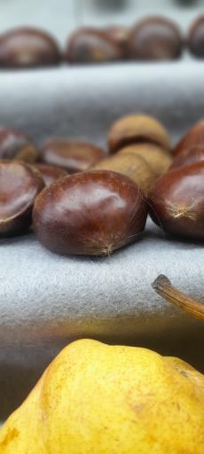 عکس میوه و سبزی مریوان فروت