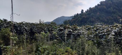 عکس حویق