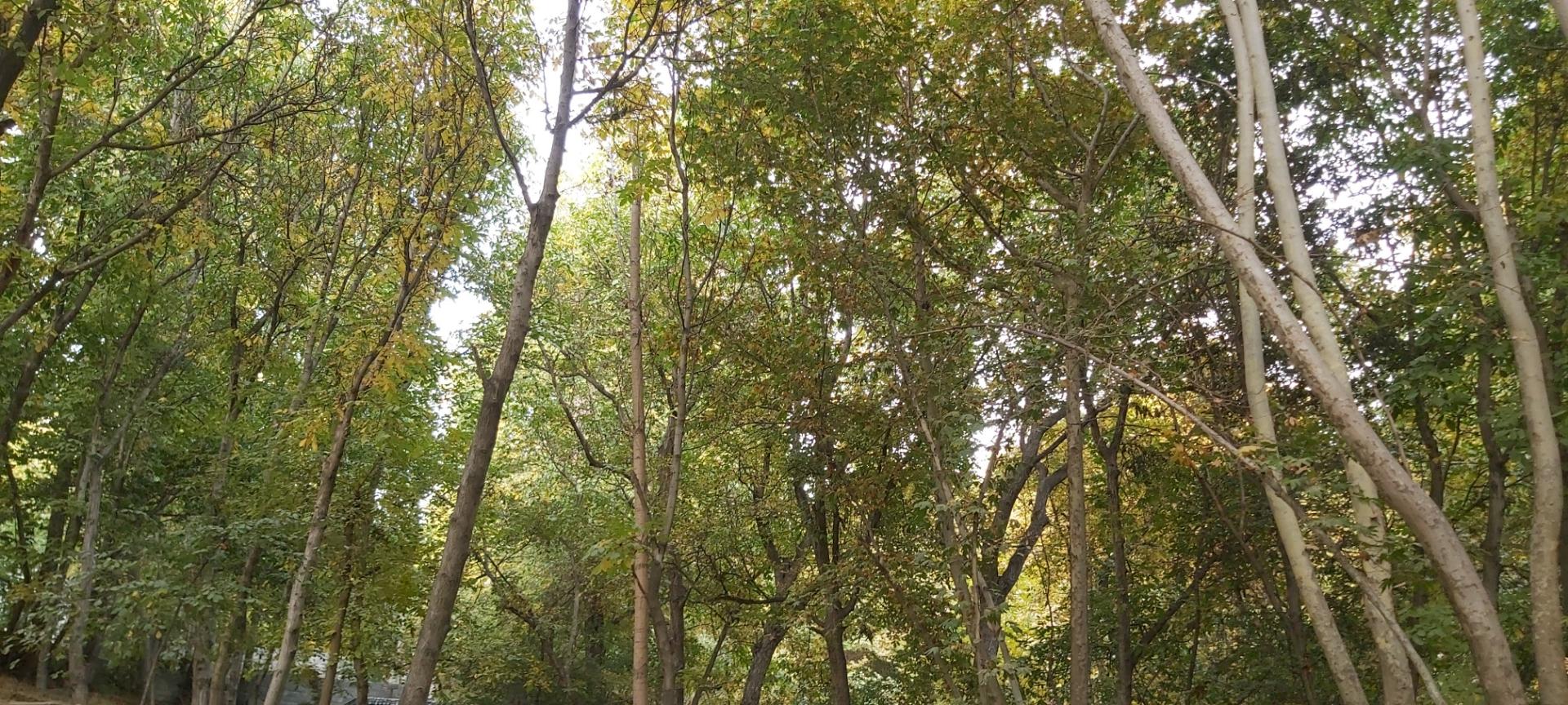 عکس بوستان ارکیده 