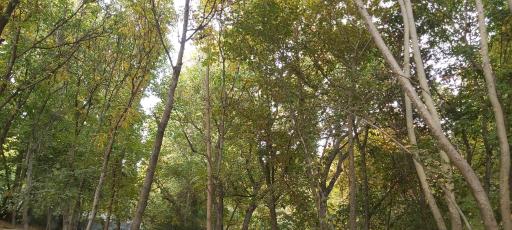 عکس بوستان ارکیده 