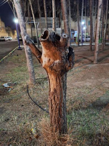 عکس بوستان محلی