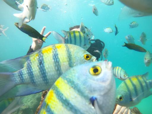 عکس ساحل مارینا کیش