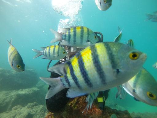 عکس ساحل مارینا کیش