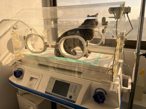 عکس کلینیک دامپزشکی سفید