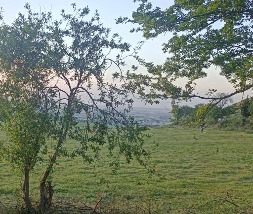 عکس جاده جنگل و چشمه پلنگ خیل