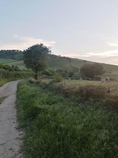 عکس جاده جنگل و چشمه پلنگ خیل