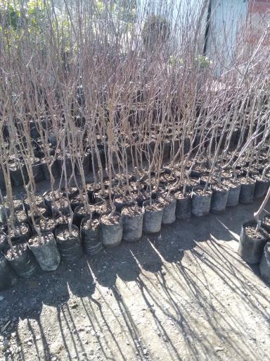 عکس نهالستان و گلخانه رسا