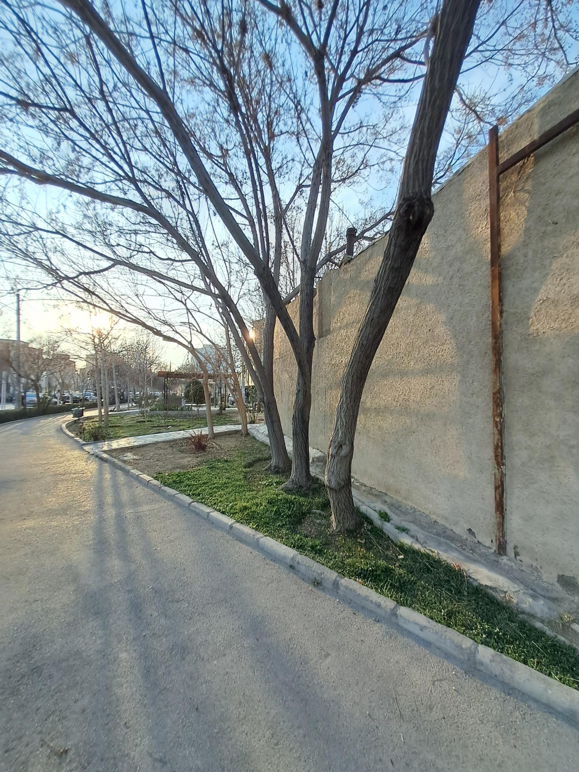 عکس فضای سبز خیابان طیب